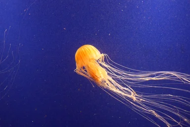 Free Stock Photo: A jellyfish swimming in the ocean