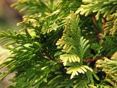Free Stock Photo: Yellowish green tree leaves