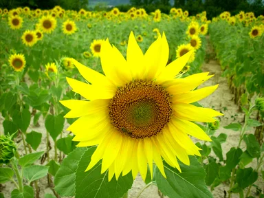 Free Stock Photo: A field of Sunflowers