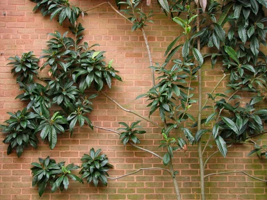 Free Stock Photo: Tree against red brick wall
