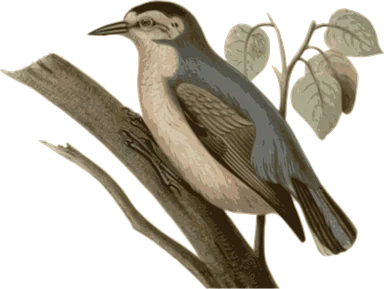 Free Stock Photo: Illustration of a bird perched on a branch