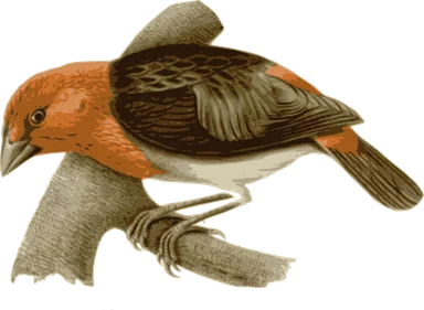 Free Stock Photo: Illustration of a bird perched on a branch