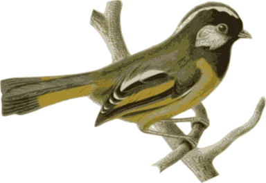 Free Stock Photo: Illustration of a bird perched on a branch