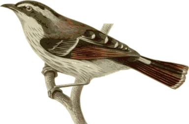 Free Stock Photo: Illustration of a bird perched on a branch