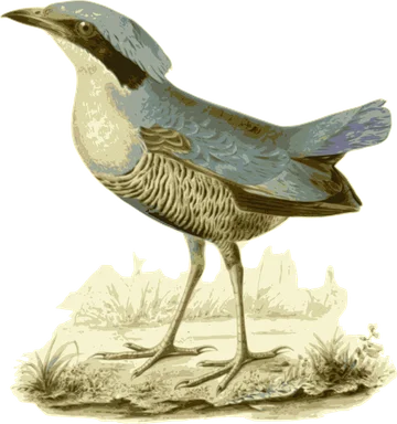Free Stock Photo: Illustration of a bird