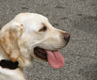 Free Stock Photo: Labrador with its tongue hanging out