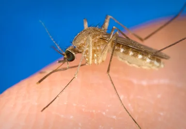 Free Stock Photo: Close-up of a mosquito on a finger