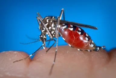 Free Stock Photo: Close-up of a mosquito feeding on a finger