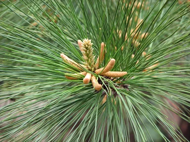 Free Stock Photo: Closeup of pine needles