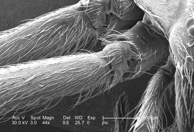 Free Stock Photo: Scanning electron micrograph of a brown recluse spider.