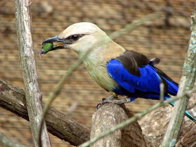 Free Stock Photo: Blue bird