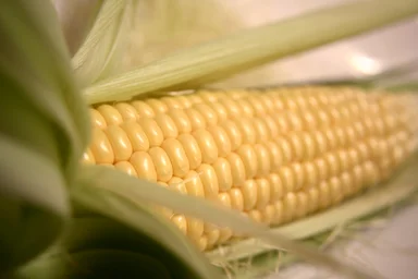 Free Stock Photo: An ear of corn with husk