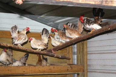 Free Stock Photo: Chickens in a chicken coop