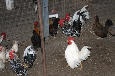 Free Stock Photo: Chickens in a chicken coop