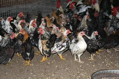Free Stock Photo: Chickens in a chicken coop