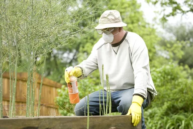 Free Stock Photo: A man spraying a pesticide on some plants in his garden