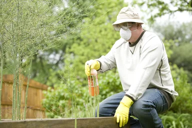 Free Stock Photo: A man spraying a pesticide on some plants in his garden