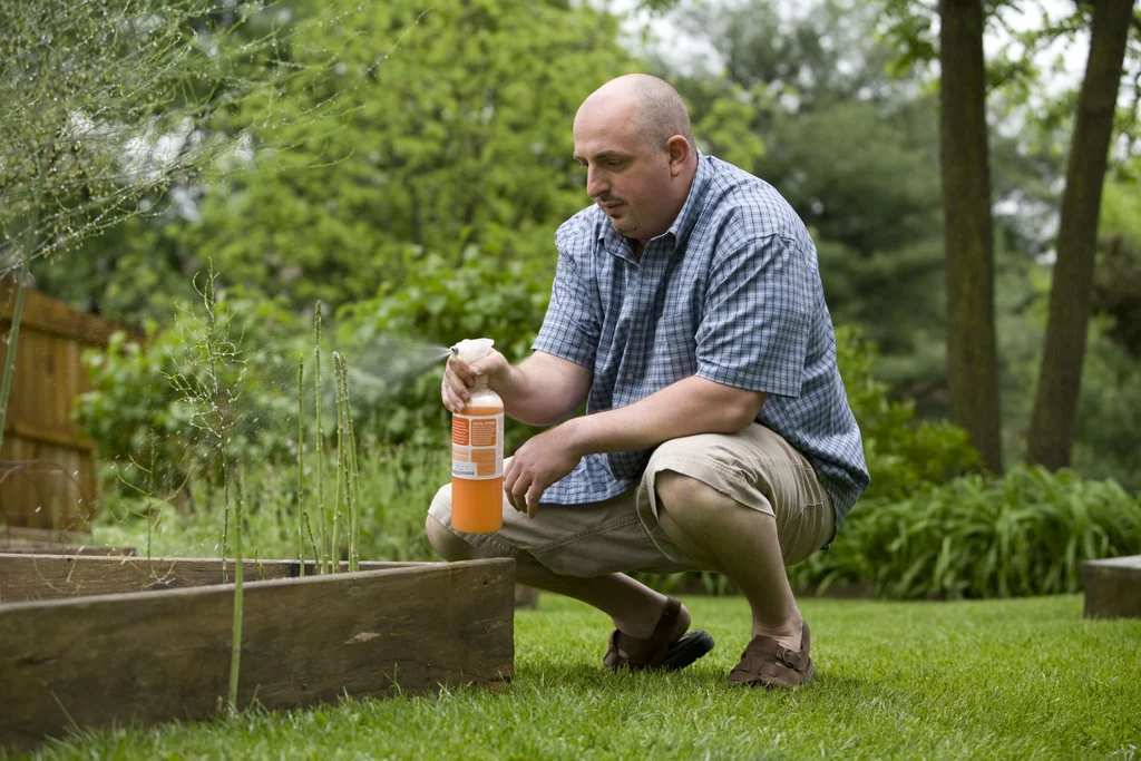 A man spraying a pesticide on some plants in his garden : Free Stock Photo