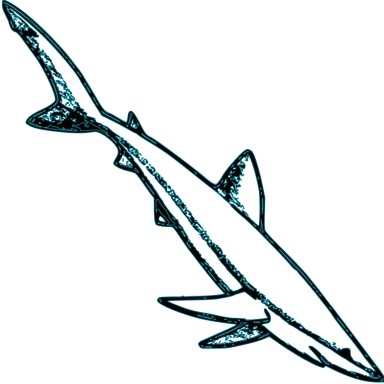 Free Stock Photo: Illustration of a shark