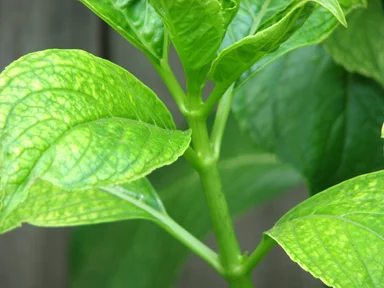 Free Stock Photo: Closeup of green leaves on a stalk