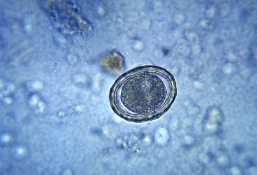 Micrograph of a fertilized round worm egg. : Free Stock Photo