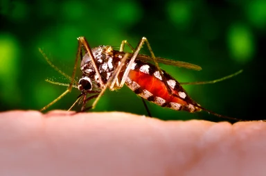 Free Stock Photo: A mosquito feeding on a human finger