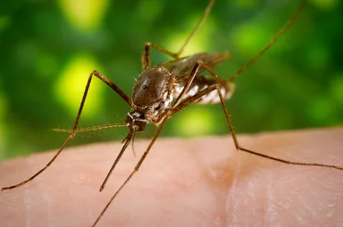 Free Stock Photo: A mosquito feeding on a human finger