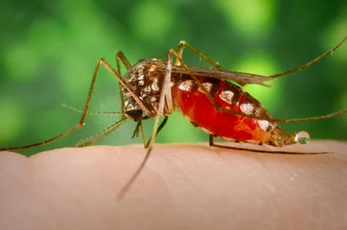 Free Stock Photo: A mosquito feeding on a human finger