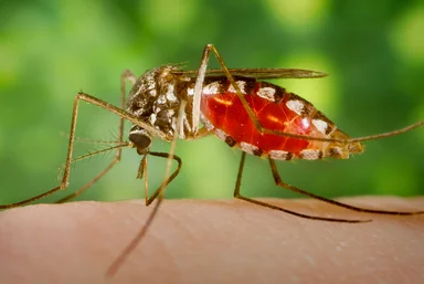 Free Stock Photo: A mosquito feeding on a human finger