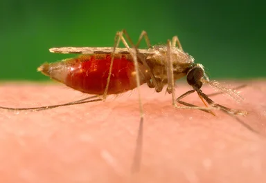 Free Stock Photo: A mosquito feeding on a human finger