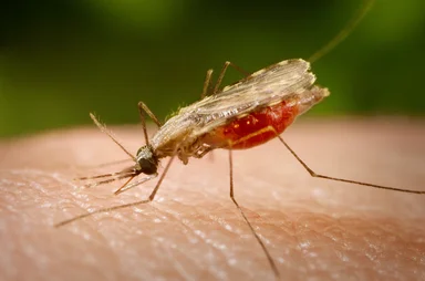 Free Stock Photo: A mosquito feeding on a human finger