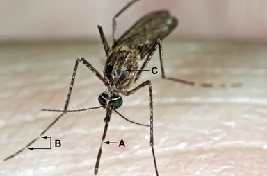Free Stock Photo: A mosquito feeding on a human finger