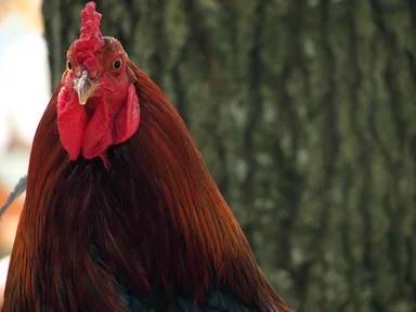 Free Stock Photo: Closeup portrait of a rooster