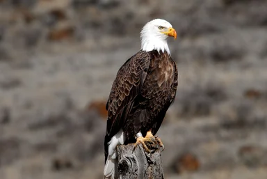 Free Stock Photo: A Banded Adult Bald Eagle