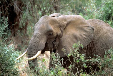 Free Stock Photo: An African elephant