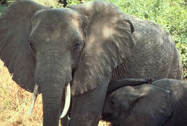 Free Stock Photo: An African elephant
