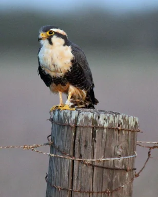 Free Stock Photo: An Aplomado Falcon