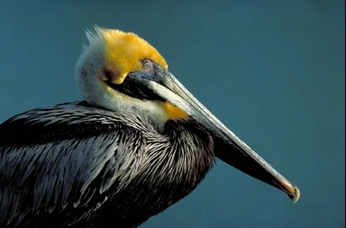 Free Stock Photo: Close-up of a brown pelican