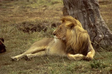 Free Stock Photo: An African lion resting under a tree