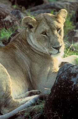 Free Stock Photo: Close-up of an African lion