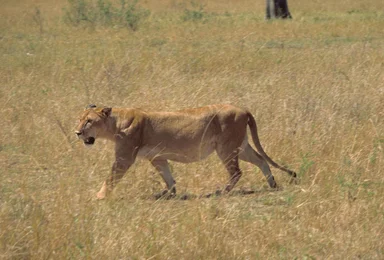 Free Stock Photo: An African lion walking in the grass