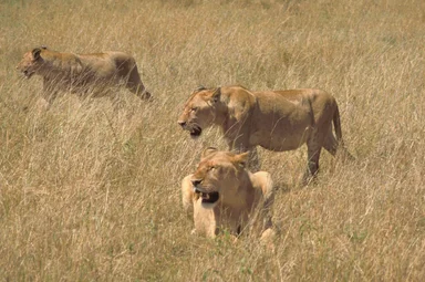 Free Stock Photo: An African lion with cubs walking in the grass