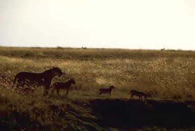 Free Stock Photo: An African lion with cubs walking in the grass