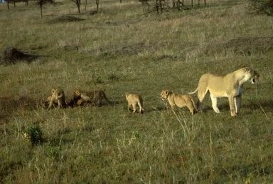 Free Stock Photo: An African lion with cubs walking in the grass