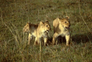 Free Stock Photo: An African lion with cubs walking in the grass