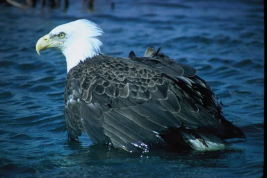 Free Stock Photo: An adult bald eagle over water