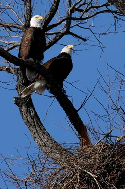 Free Stock Photo: Two bald eagles and their nest