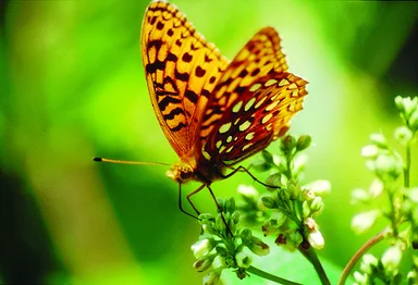 Free Stock Photo: Aphrodite Fritillary butterfly on Milkweed
