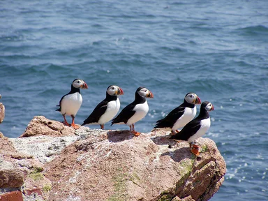 Free Stock Photo: Atlantic Puffins and Razorbills standing on rocks