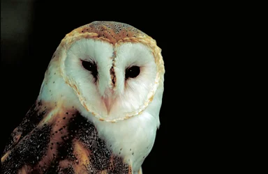 Free Stock Photo: Close-up of a barn owl